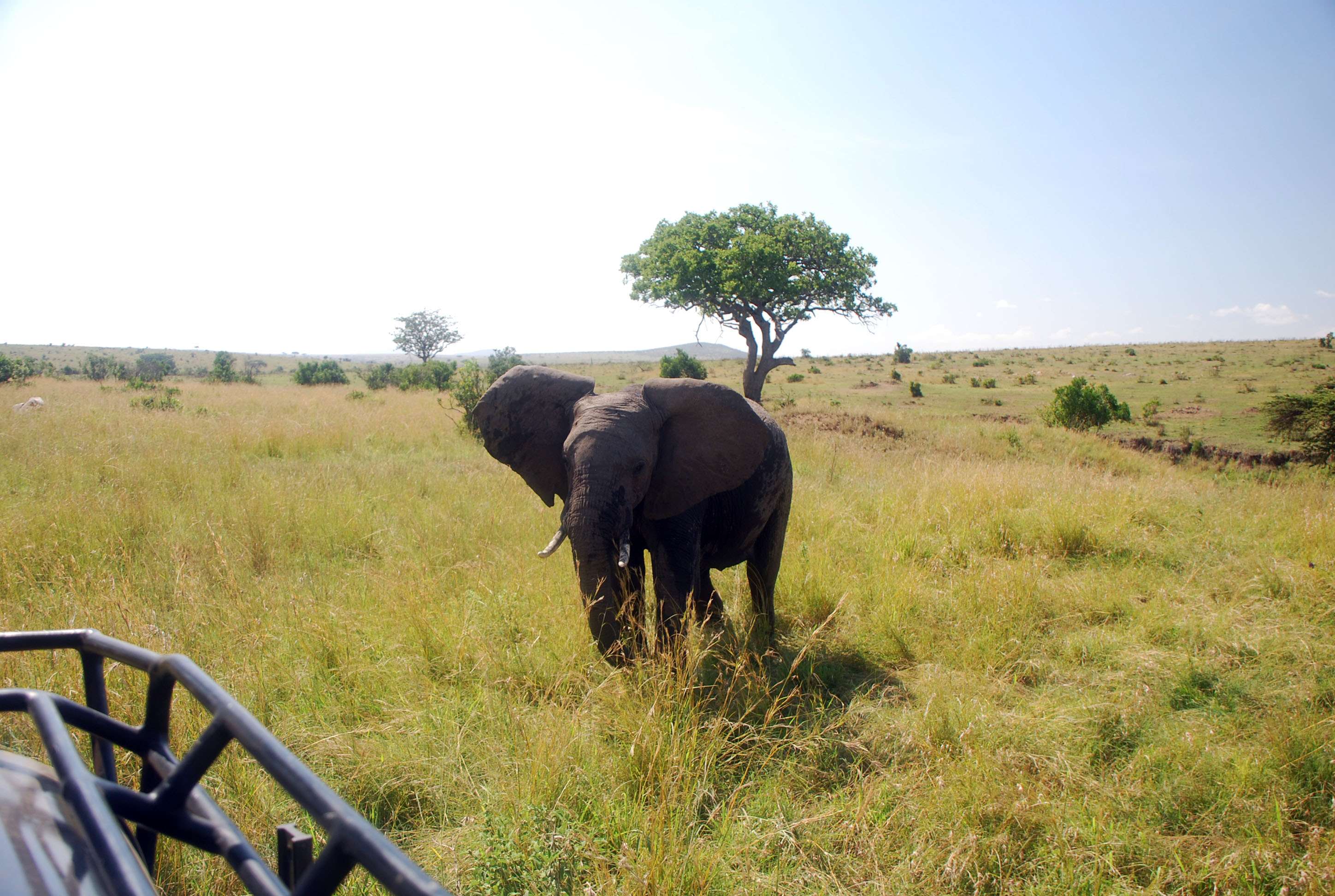 En busca del rino y el pajarito Hello, Hello - Regreso al Mara - Kenia (7)