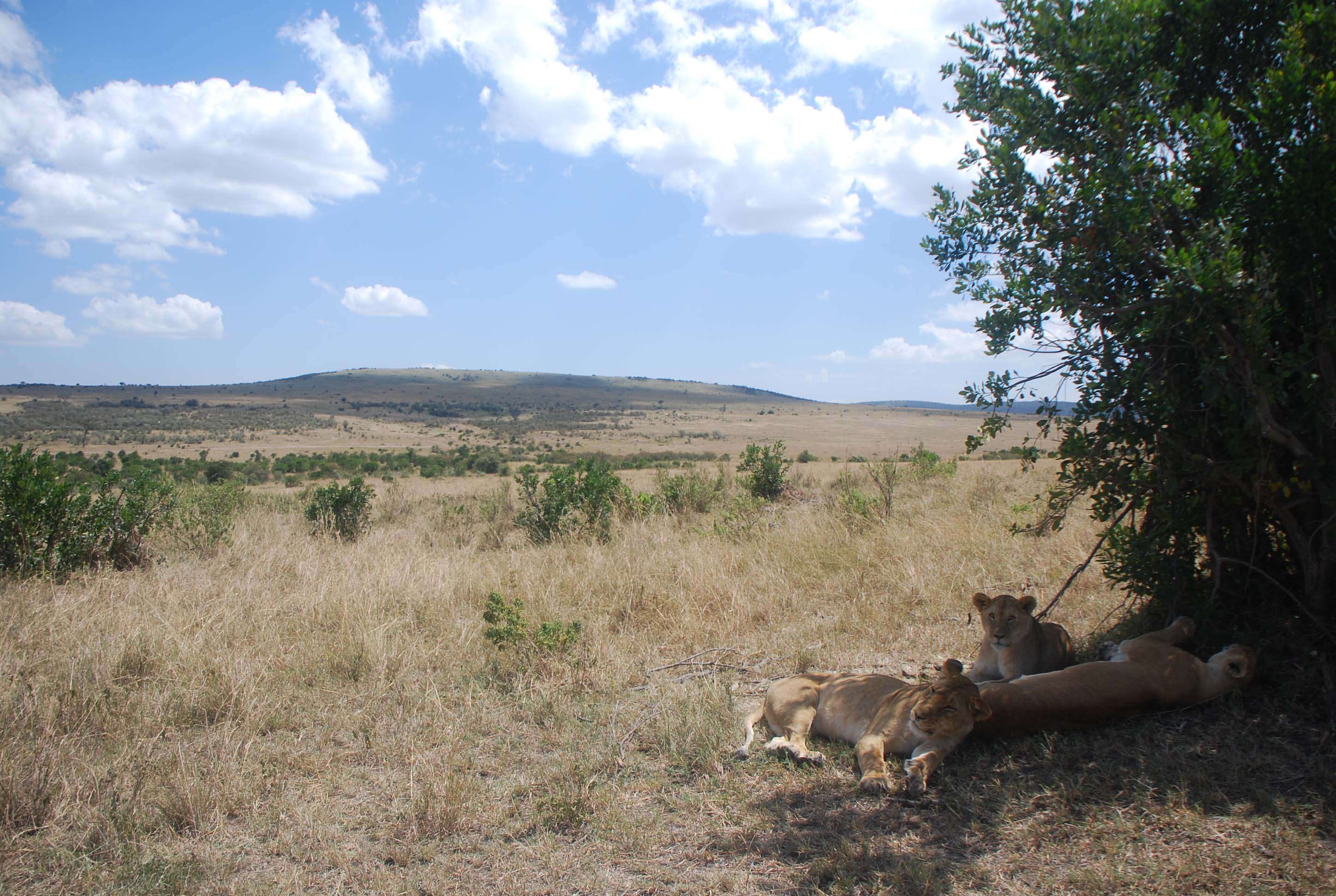 Regreso al Mara - Kenia - Blogs de Kenia - Nuestro primer safari (8)